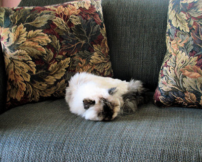 Sasha Sleeping