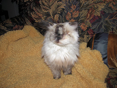 Sasha on her new Blanket from Petey