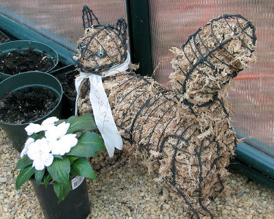 Jean's Cat