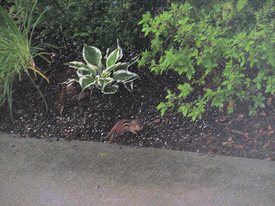 MB's Townhouse Garden Wildlife