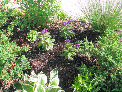 MB's Townhouse Garden