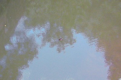 Turtle Spotting in Canal