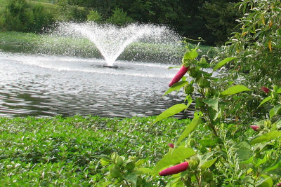 Reston Pond