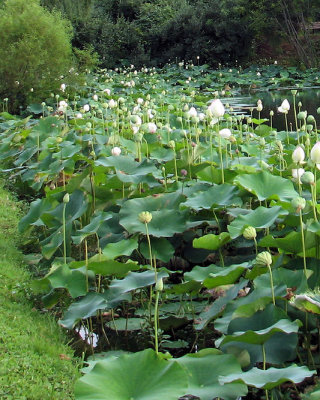 Reston Pond