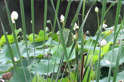 Reston Pond