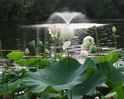 Reston Pond