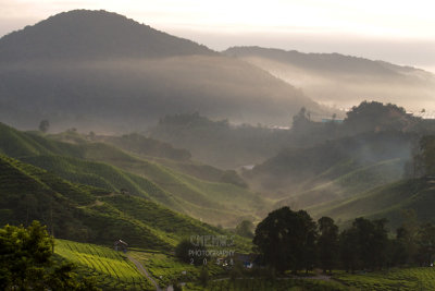 Misty morning