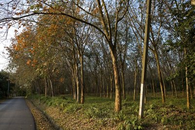 Rubber trees