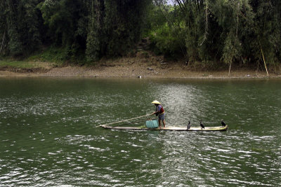 Cormorant fishing, Guilin