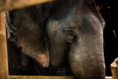 An elephant at the Elephant Park