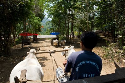 On ox-cart taking me to the next destination