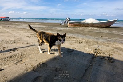 Kitten at Beserah Beach