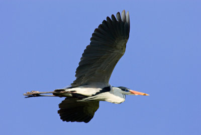 mora270909_2.jpg