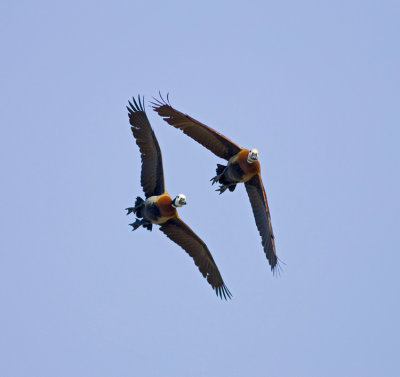 In Flight - En vuelo