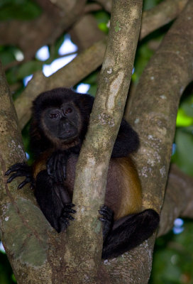 monos040208_1.jpg