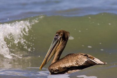 pelicano040208_1.jpg