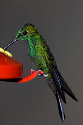 colibri030208_2.jpg