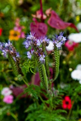 IMG_7145.JPG