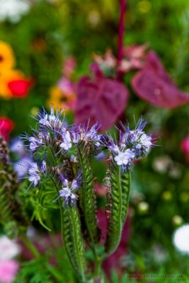 IMG_7146.JPG