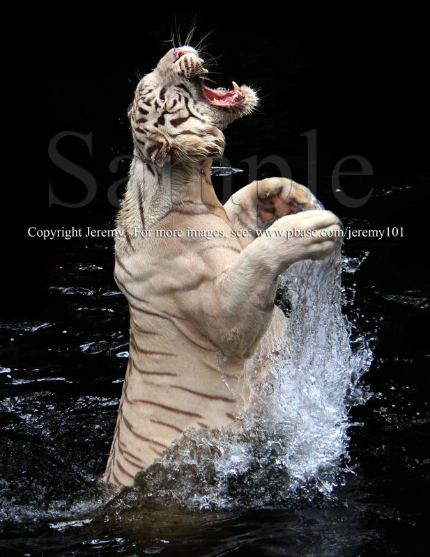 You Can Feel The Power...!, White Tiger  (Jul 10)