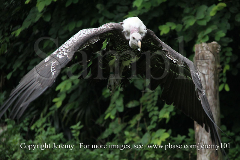 African White-Backed Vulture In Flight-2 (Jul 10)