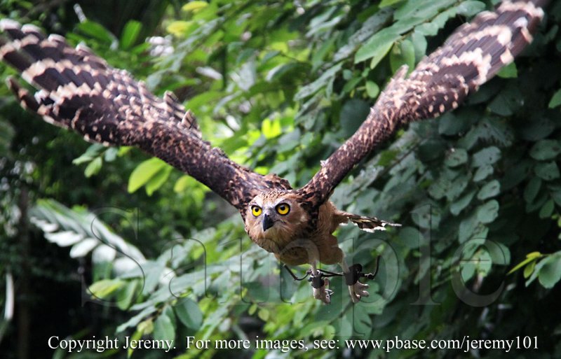 Flight Of The Buffy Owl - 2 (Jul 10)