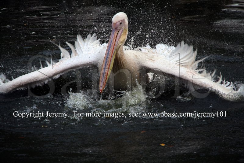 A Solo Water Ballet - 2 (Jul 10)