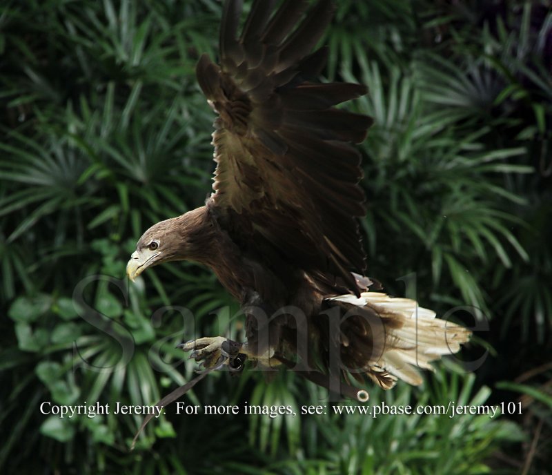 White-Tailed Sea Eagle (Jul 10)