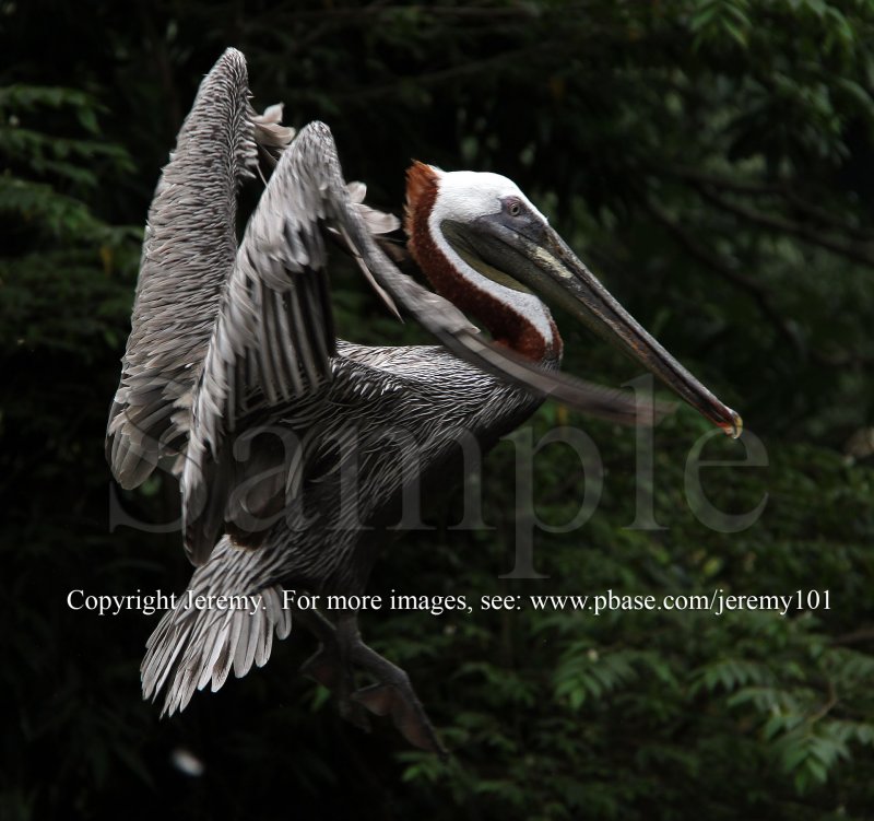 Brown Pelican (Aug 10)