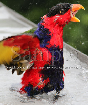 Lory Taking A Bath... (26 Jun10)