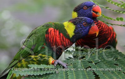 Lory (26 Jun 10)