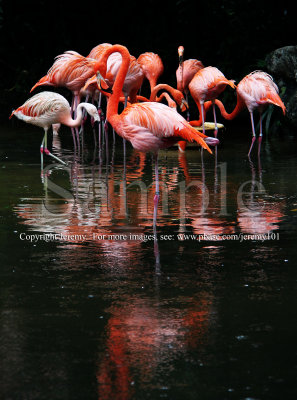 Flamingoes (26 Jun 10)