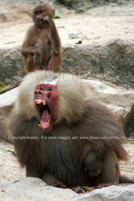 Hamadryas Baboon (27 Jun 10)