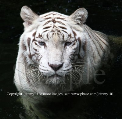 Facing The Tiger... (27 Jun 10)