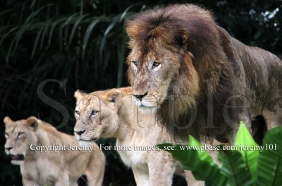 The Battleline Is Drawn..., African Lions (Jul 10)