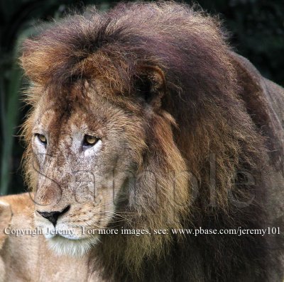 African Lions (Jul 10)