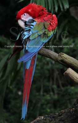 Macaw (Jul 10)