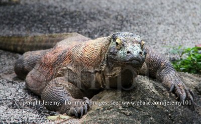 Komodo Dragon (Jul 10)