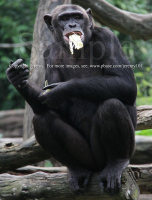 Chimpanzee (Jul 10)