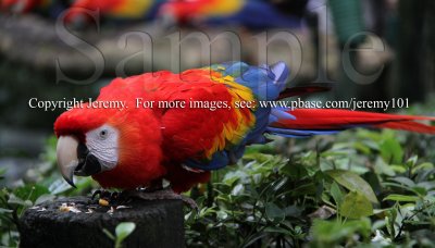 Macaw (Jul 10)