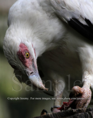 Palmnut Vulture (Jul 10)