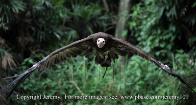 African White-Backed Vulture In Flight-1 (Jul 10)