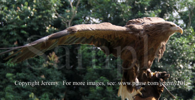 American White-Tailed Sea Eagle (Jul 10)