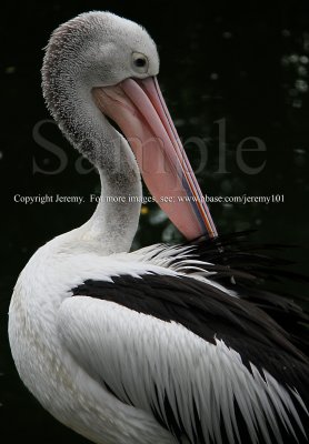 My Beautiful Red Beak..., Pelican (Jul 10)