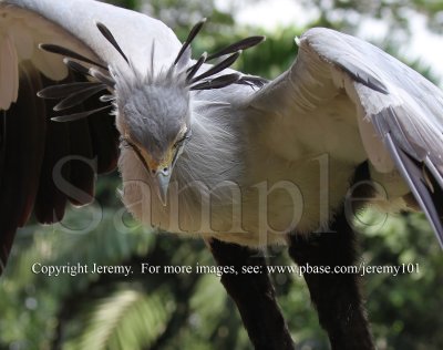 Secretary Bird (Jul 10)