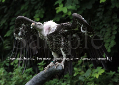 African White-Backed Vulture (Jul 10)