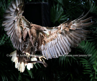 Landing Of The Sea Eagle - 3 (Jul 10)