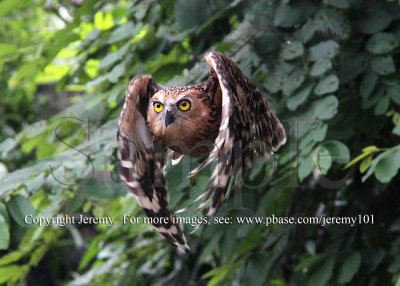 Flight Of The Buffy Owl - 1 (Jul 10)