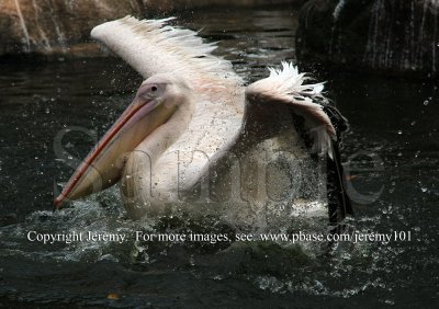 A Solo Water Ballet - 4 (Jul 10)