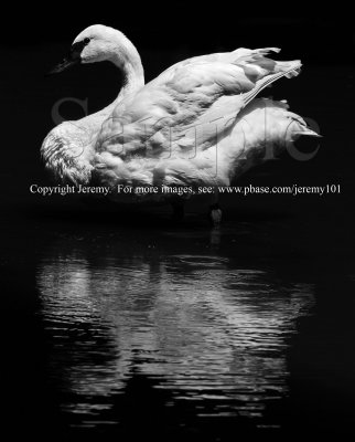 A White Swan (Jul 10)